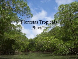 Florestas Tropicais
Pluviais
 