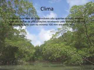 Clima
• O clima onde elas se desenvolvem são quentes e muito úmidos
com alto índice de precipitações recebendo pelo menos 2000 mm
de chuva ao ano, com no mínimo 100 mm em cada mês.
.
 