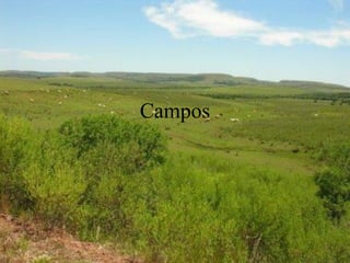 Campos
 