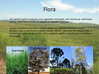 Flora
• Os campos sulinos possuem uma vegetação campestre, são comuns as gramíneas,
que às vezes transformam os campos em grandes capinzais.
• Já nas encostas de planaltos, existem matas com grandes pinheiros e outras
árvores, como a cabreúva e a grápia. Nestas regiões, chamadas de campos altos, é
encontrada a Mata de Araucária, onde a espécie vegetal predominante é o pinheiro-
do-paraná.
.
 