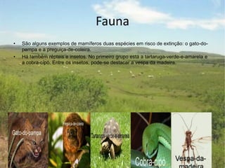Fauna
• São alguns exemplos de mamíferos duas espécies em risco de extinção: o gato-do-
pampa e a preguiça-de-coleira.
• Há também répteis e insetos. No primeiro grupo está a tartaruga-verde-e-amarela e
a cobra-cipó. Entre os insetos, pode-se destacar a vespa da madeira.
.
.
 
