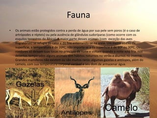 Fauna
• Os animais estão protegidos contra a perda de água por sua pele sem poros (é o caso de
artrópodes e répteis) ou pela ausência de glândulas sudoríparas (como ocorre com os
esquilos terrestres da África). A maior parte desses animais (com exceção das aves
migratórias) se refugia do calor e do frio enterrando-se na areia. Um metro abaixo da
superfície, a temperatura é de 20ºC, não importa se a da superfície é de 60º ou 30ºC. Os
roedores só deixam suas tocas no princípio da noite e voltam quando a noite está fria. nos
desertos temperados alguns animais têm hábitos noturnos no verão e diurnos no inverno.
Grandes mamíferos não existem ou são muitos raros: algumas gazelas e antílopes, além do
camelo, com sua temperatura corporal variável e seu dom de armazenar água.
.
 