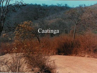 Caatinga
 