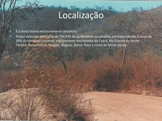Localização
• É o único bioma exclusivamente brasileiro.
• Possui extensão territorial de 734.478 de quilômetros quadrados, correspondendo a cerca de
10% do território nacional, está presente nos estados do Ceará, Rio Grande do Norte,
Paraíba, Pernambuco, Sergipe, Alagoas, Bahia, Piauí e norte de Minas Gerais
.
 