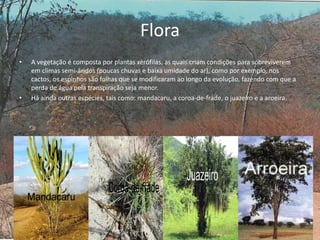 Flora
• A vegetação é composta por plantas xerófilas, as quais criam condições para sobreviverem
em climas semi-áridos (poucas chuvas e baixa umidade do ar), como por exemplo, nos
cactos, os espinhos são folhas que se modificaram ao longo da evolução, fazendo com que a
perda de água pela transpiração seja menor.
• Há ainda outras espécies, tais como: mandacaru, a coroa-de-frade, o juazeiro e a aroeira.
.
 