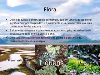 Flora
• O solo da tundra é chamado de permafrost, que em uma tradução literal
significa “sempre congelado”, e é justamente essa característica que dá a
tundra suas feições naturais.
• É altamente resistente a baixas temperaturas e ao gelo, necessitando de
pouca quantidade de sol durante o ano.
• Uma característica comum deste tipo de bioma é a presença de,
basicamente, liquens e musgos.
 