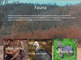 Fauna
• A fauna da caatinga é bem diversificada, possuindo espécies endêmicas, composta por
répteis (principalmente lagartos e cobras), roedores, insetos, aracnídeos, cachorros do mato,
arara azul (ameaçada de extinção), sapo cururu, asa branca, entre outras.
.
 