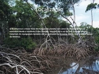Localização
• O Brasil possui a maior faixa de mangue do planeta com cerca de 20 mil km² que se
estendem desde o nordeste (Cabo Orange – Amapá) até o sul do país (Laguna – Santa
Catarina). Os manguezais também são encontrados na Oceania, África, Ásia e outros países
da América.
.
 