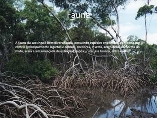 Fauna
• A fauna da caatinga é bem diversificada, possuindo espécies endêmicas, composta por
répteis (principalmente lagartos e cobras), roedores, insetos, aracnídeos, cachorros do
mato, arara azul (ameaçada de extinção), sapo cururu, asa branca, entre outras.
.
 