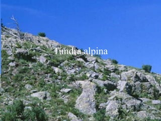 Tundra alpina
 