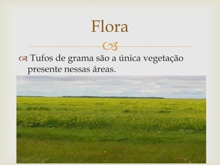 
 Tufos de grama são a única vegetação
presente nessas áreas.
Flora
 