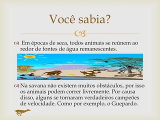 
 Em épocas de seca, todos animais se reúnem ao
redor de fontes de água remanescentes.
 Na savana não existem muitos obstáculos, por isso
os animais podem correr livremente. Por causa
disso, alguns se tornaram verdadeiros campeões
de velocidade. Como por exemplo, o Guepardo.
Você sabia?
 