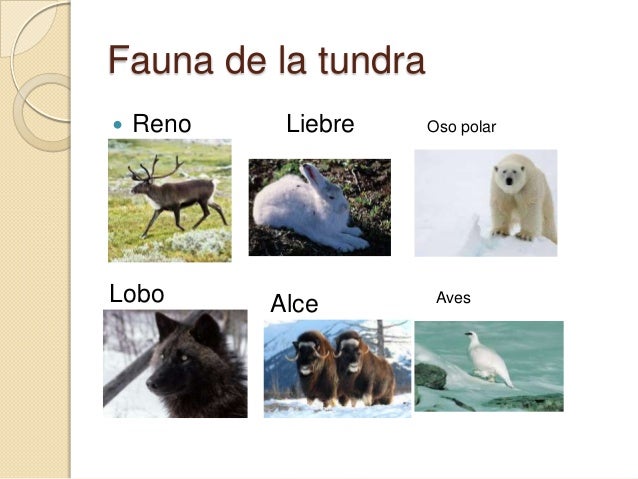 Ecologia: Ecosistemas