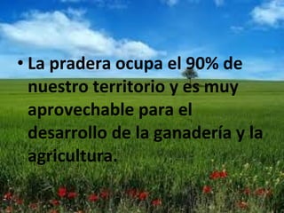 • La pradera ocupa el 90% de
nuestro territorio y es muy
aprovechable para el
desarrollo de la ganadería y la
agricultura.
 