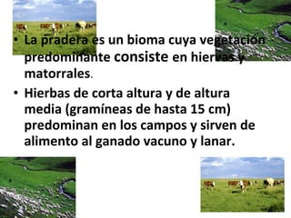 • La pradera es un bioma cuya vegetación
predominante consiste en hiervas y
matorrales.
• Hierbas de corta altura y de altura
media (gramíneas de hasta 15 cm)
predominan en los campos y sirven de
alimento al ganado vacuno y lanar.
 