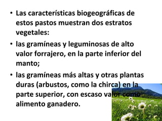 • Las características biogeográficas de
estos pastos muestran dos estratos
vegetales:
• las gramíneas y leguminosas de alto
valor forrajero, en la parte inferior del
manto;
• las gramíneas más altas y otras plantas
duras (arbustos, como la chirca) en la
parte superior, con escaso valor como
alimento ganadero.
 