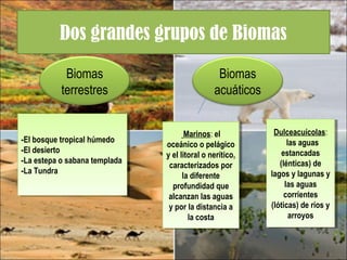 Dos grandes grupos de Biomas
Biomas
terrestres
Biomas
acuáticos
Marinos: el
oceánico o pelágico
y el litoral o nerítico,
caracterizados por
la diferente
profundidad que
alcanzan las aguas
y por la distancia a
la costa
Marinos: el
oceánico o pelágico
y el litoral o nerítico,
caracterizados por
la diferente
profundidad que
alcanzan las aguas
y por la distancia a
la costa
Dulceacuícolas:
 las aguas
estancadas
(lénticas) de
lagos y lagunas y
las aguas
corrientes
(lóticas) de ríos y
arroyos
Dulceacuícolas:
 las aguas
estancadas
(lénticas) de
lagos y lagunas y
las aguas
corrientes
(lóticas) de ríos y
arroyos
-El bosque tropical húmedo
-El desierto
-La estepa o sabana templada
-La Tundra
-El bosque tropical húmedo
-El desierto
-La estepa o sabana templada
-La Tundra
 