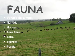 FAUNA
• Venado de campo.
• Ñandú.
• Hornero.
• Teru Teru.
• Tatú.
• Tijereta.
• Perdíz.
 
