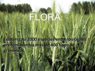 Existen casi 2000 especies entre los cualesExisten casi 2000 especies entre los cuales
predominan los mas de 400 tipos depredominan los mas de 400 tipos de
gramíneas.gramíneas.
 