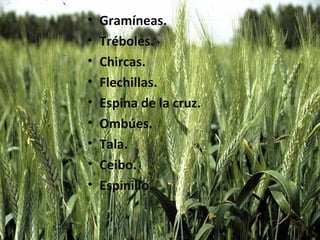 • Gramíneas.
• Tréboles.
• Chircas.
• Flechillas.
• Espina de la cruz.
• Ombúes.
• Tala.
• Ceibo.
• Espinillo.
 