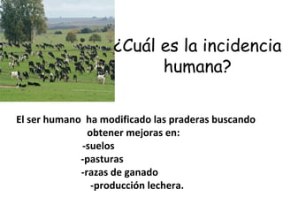 El ser humano ha modificado las praderas buscando
obtener mejoras en:
-suelos
-pasturas
-razas de ganado
-producción lechera.
¿Cuál es la incidencia
humana?
 