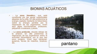 BIOMAS ACUÁTICOS
•

- La zona limnética, que está
constituida por las aguas superficiales
alejadas de la orilla. En ella predomina la
energía captada mediante la fotosíntesis
sobre la energía perdida por la
respiración de los organismos. Viven
aquí algas microscópicas, protozoos,
pequeños crustáceos y peces.

•

- La zona profunda, situada debajo de
la anterior. En ella predomina la
respiración de los organismos sobre la
actividad fotosintética, por lo que hay
poco oxígeno. Viven aquí bacterias,
gusanos, larvas de insectos, bivalvos,
etc.

pantano

 