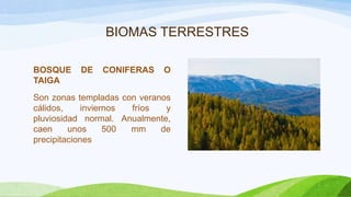 BIOMAS TERRESTRES
BOSQUE
TAIGA

DE

CONIFERAS

O

Son zonas templadas con veranos
cálidos,
inviernos
fríos
y
pluviosidad normal. Anualmente,
caen
unos
500
mm
de
precipitaciones

 