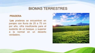 BIOMAS TERRESTRES
PRADERA
Las praderas se encuentran en
parajes con lluvia de 25 a 75 cm
por año, cifra insuficiente para el
sustento de un bosque, y superior
a la normal en un desierto
verdadero.

 
