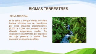BIOMAS TERRESTRES
SELVA TROPICAL
es la selva o bosque denso de clima
tropical húmedo que se caracteriza
por unas elevadas precipitaciones
(2.000 a 5.000 mm anuales) y una
elevada temperatura media. Su
vegetación está formada por especies
de hoja perenne y ancha. Son
comunes las especies epífitas.

 