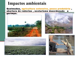Impactos ambientais
Queimadas, agricultura extensiva, pesca predatória ,
abertura de rodovias , ecoturismo desordenado e
garimpo.

 