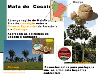 Mata de Cocais

Caatinga

Abrange região do Meio-Norte ,
área de transição entre a
floresta Equatorial da Amazônia
e a Caatinga
Aparecem as palmeiras de
Babaçu e Carnaúba .

Carnaúba
Babaçu
Este material é parte integrante de :
http://salacristinageo.blogspot.com

Desmatamentos para pastagens
são os principais impactos
ambientais

 