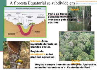 Este material é parte integrante de

A floresta Equatorial se subdivide em :

http://salacristinageo.blogspot.com

Igapó
Parte da floresta
permanentemente
inundada pelas águas
dos rios

Várzea Área
inundada durante as
grandes cheias
Região da
seringueira e das
práticas agrícolas
Terra
Firme
Região sempre livre de inundações Aparecem
as madeiras nobres e a Castanha do Pará

 