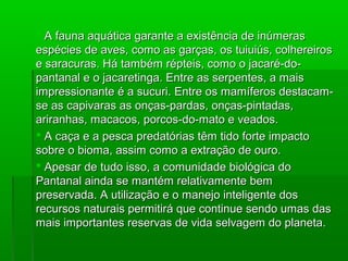 A fauna aquática garante a existência de inúmerasA fauna aquática garante a existência de inúmeras
espécies de aves, como as garças, os tuiuiús, colhereirosespécies de aves, como as garças, os tuiuiús, colhereiros
e saracuras. Há também répteis, como o jacaré-do-e saracuras. Há também répteis, como o jacaré-do-
pantanal e o jacaretinga. Entre as serpentes, a maispantanal e o jacaretinga. Entre as serpentes, a mais
impressionante é a sucuri. Entre os mamíferos destacam-impressionante é a sucuri. Entre os mamíferos destacam-
se as capivaras as onças-pardas, onças-pintadas,se as capivaras as onças-pardas, onças-pintadas,
ariranhas, macacos, porcos-do-mato e veados.ariranhas, macacos, porcos-do-mato e veados.
 A caça e a pesca predatórias têm tido forte impactoA caça e a pesca predatórias têm tido forte impacto
sobre o bioma, assim como a extração de ouro.sobre o bioma, assim como a extração de ouro.
 Apesar de tudo isso, a comunidade biológica doApesar de tudo isso, a comunidade biológica do
Pantanal ainda se mantém relativamente bemPantanal ainda se mantém relativamente bem
preservada. A utilização e o manejo inteligente dospreservada. A utilização e o manejo inteligente dos
recursos naturais permitirá que continue sendo umas dasrecursos naturais permitirá que continue sendo umas das
mais importantes reservas de vida selvagem do planeta.mais importantes reservas de vida selvagem do planeta.
 