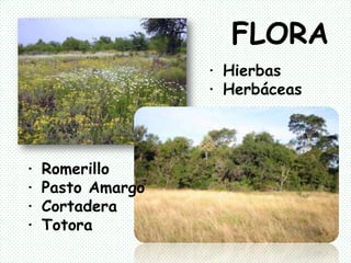 Geografía4to-A / Biomas | PPTX