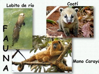 Geografía4to-A / Biomas | PPTX