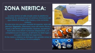 La zona nerítica se halla situada sobre la plataforma 
continental. Se caracteriza por el continuo movimiento del 
agua debido al oleaje, a las mareas y a las corrientes 
costeras. 
En esta zona vive una gran variedad de especies, tanto del 
plancton (flagelados, diatomeas) como del necton (focas y 
peces) y del bentos (gasterópodos, líquenes, equipemos). 
Estos seres vivos tienen numerosas adaptaciones, y la 
competencia por el espacio y el alimento ha dado lugar a 
una gran diversidad de organismos. 
En los mares y océanos se distinguen dos grandes zonas: la 
zona nerítica y la zona pelágica. 
 