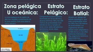 La zona pelágica es la región de 
alta mar situada a continuación de 
la zona nerítica. Esta zona abarca, 
varios estratos 
Comprende la zona marítima 
iluminada por la luz del Sol y 
alcanza entre los 100 y los 200 
metros de profundidad. Este 
estrato es rico y variado en 
seres vivos, tanto del plancton 
(protozoos, larvas, algas, 
crustáceos) 
situado por debajo del 
estrato epipelágico, que 
está comprendido entre 
los 200 y los 2.00 metros 
de profundidad. Los 
organismos de este 
estrato están adaptados a 
la falta de luz y a las altas 
presiones hidrostáticas. 
Hay organismo betónicos 
(equinodermos, 
moluscos) y nectónicos 
(peces, calamares). 
 
