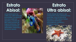 se encuentra entre los 
2.000 y los 7.000 metros de 
profundidad. Los peces de 
esta zona suelen ser 
pequeños, y muchos de 
ellos están provistos de 
órganos luminosos. Hay 
organismos bentónicos 
(asteroideos, holoturias) y 
nectónicos (peces). 
situado debajo del anterior, que 
corresponde a fosas submarinas muy 
profundas, como la fosa de las 
Marianas (11.000 metros). Existen 
organismos bentónicos 
(equinodermos, poríferos) y 
nectónicos (peces). 
 