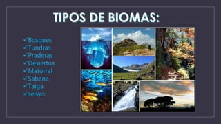 Bosques 
Tundras 
Praderas 
Desiertos 
Matorral 
Sabana 
Taiga 
selvas 
 