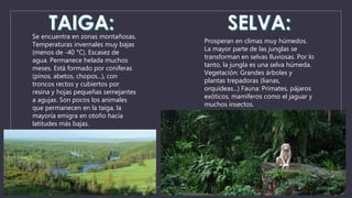 Se encuentra en zonas montañosas. 
Temperaturas invernales muy bajas 
(menos de -40 °C). Escasez de 
agua. Permanece helada muchos 
meses. Está formado por coníferas 
(pinos, abetos, chopos...), con 
troncos rectos y cubiertos por 
resina y hojas pequeñas semejantes 
a agujas. Son pocos los animales 
que permanecen en la taiga, la 
mayoría emigra en otoño hacia 
latitudes más bajas. 
Prosperan en climas muy húmedos. 
La mayor parte de las junglas se 
transforman en selvas lluviosas. Por lo 
tanto, la jungla es una selva húmeda. 
Vegetación: Grandes árboles y 
plantas trepadoras (lianas, 
orquídeas...) Fauna: Primates, pájaros 
exóticos, mamíferos como el jaguar y 
muchos insectos. 
 