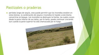 Pastizales o praderas 
 períodos largos de sequía, esto puede permitir que los incendios estallen en 
estos biomas, la combinación de sequía e incendios le impide a este bioma 
convertirse en bosque. Los incendios no destruyen la hierba, las cuales crecen 
desde la parte inferior de sus tallos, por lo tanto, puede continuar creciendo 
aun cuando la parte superior ha sido chamuscada por el fuego. 
 