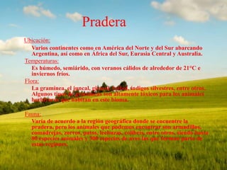 Pradera 
Ubicación: 
Varios continentes como en América del Norte y del Sur abarcando 
Argentina, así como en África del Sur, Eurasia Central y Australia. 
Temperaturas: 
Es húmedo, semiárido, con veranos cálidos de alrededor de 21°C e 
inviernos fríos. 
Flora: 
La gramínea, el juncal, girasol, trébol, índigos silvestres, entre otros. 
Algunos tipos de gramíneas son altamente tóxicos para los animales 
herbívoros que habitan en este bioma. 
Fauna: 
Varía de acuerdo a la región geográfica donde se encuentre la 
pradera, pero los animales que podemos encontrar son armadillos, 
comadrejas, zorros, patos, lechuzas, colibrís, entre otros, siendo hasta 
80 especies animales y 300 especies de aves las que forman parte de 
estas regiones. 
 