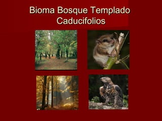 Bioma Bosque TempladoBioma Bosque Templado
CaducifoliosCaducifolios
 