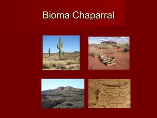Bioma ChaparralBioma Chaparral
 