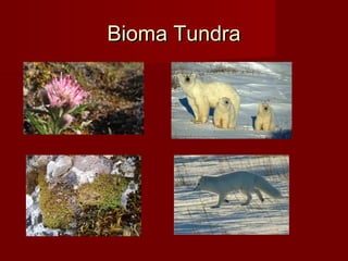 Bioma TundraBioma Tundra
 