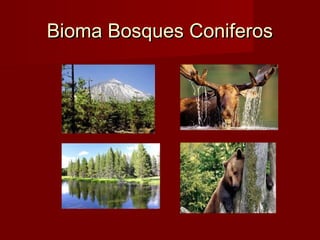 Bioma Bosques ConiferosBioma Bosques Coniferos
 