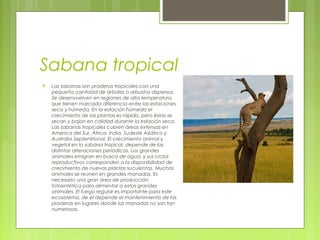 Sabana tropical
 Las sabanas son praderas tropicales con una
pequeña cantidad de árboles o arbustos dispersos.
Se desenvuelven en regiones de alta temperatura,
que tienen marcada diferencia entre las estaciones
seca y húmeda. En la estación húmeda el
crecimiento de las plantas es rápido, pero éstas se
secan y bajan en calidad durante la estación seca.
Las sabanas tropicales cubren áreas extensas en
América del Sur, África, India, Sudeste Asiático y
Australia Septentrional. El crecimiento animal y
vegetal en la sabana tropical, depende de las
distintas alteraciones periódicas. Los grandes
animales emigran en busca de agua, y sus ciclos
reproductivos corresponden a la disponibilidad de
crecimiento de nuevas plantas suculentas. Muchos
animales se reúnen en grandes manadas. Es
necesario una gran área de producción
fotosintética para alimentar a estos grandes
animales. El fuego regular es importante para este
ecosistema, de él depende el mantenimiento de las
praderas en lugares donde las manadas no son tan
numerosas.
 
