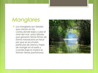 Manglares
 Los manglares son árboles
que crecen en las
costas,donde baja y sube el
nivel del mar ,estos árboles
que generan tierras firmes de
forma natural,esto se hace
por que se acumulan
partículas de arena y hojas
de mangle en el suelo y
cuando baja la marea se
forman tierras pantanosas.
 