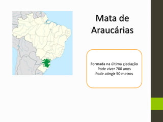 Mata de
Araucárias
Formada na última glaciação
Pode viver 700 anos
Pode atingir 50 metros
 