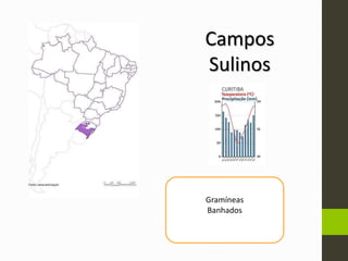Campos
Sulinos
Gramíneas
Banhados
 
